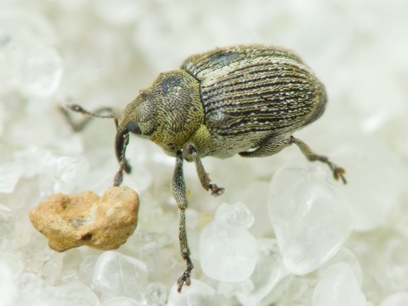 Ceutorhynchus typhae (Herbst, 1795)